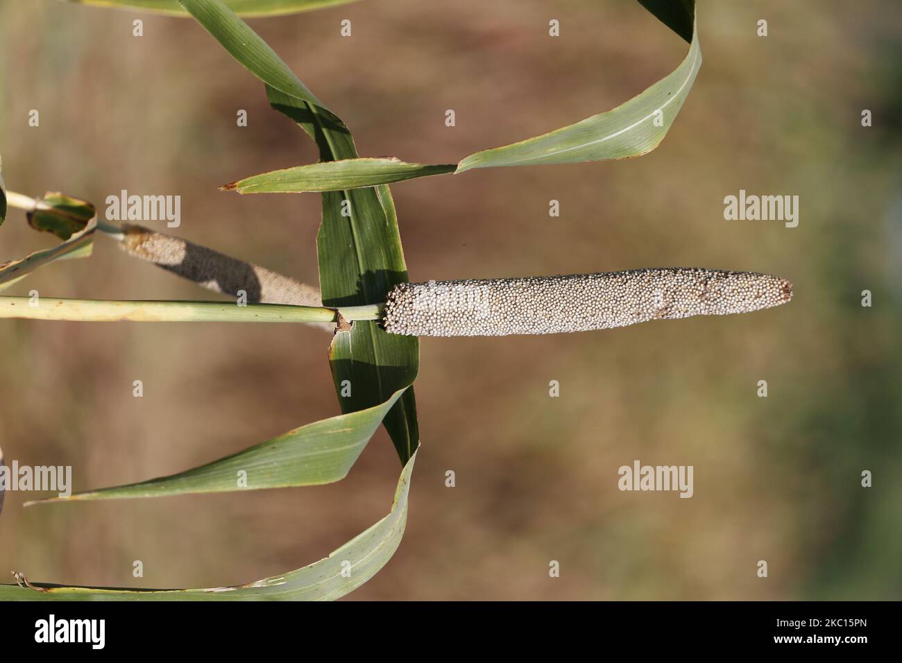 Indian Farmer Harvest millet in a field on the outskirts village of