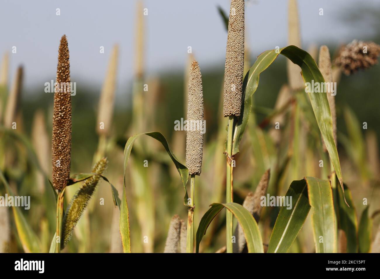 Indian Farmer Harvest millet in a field on the outskirts village of