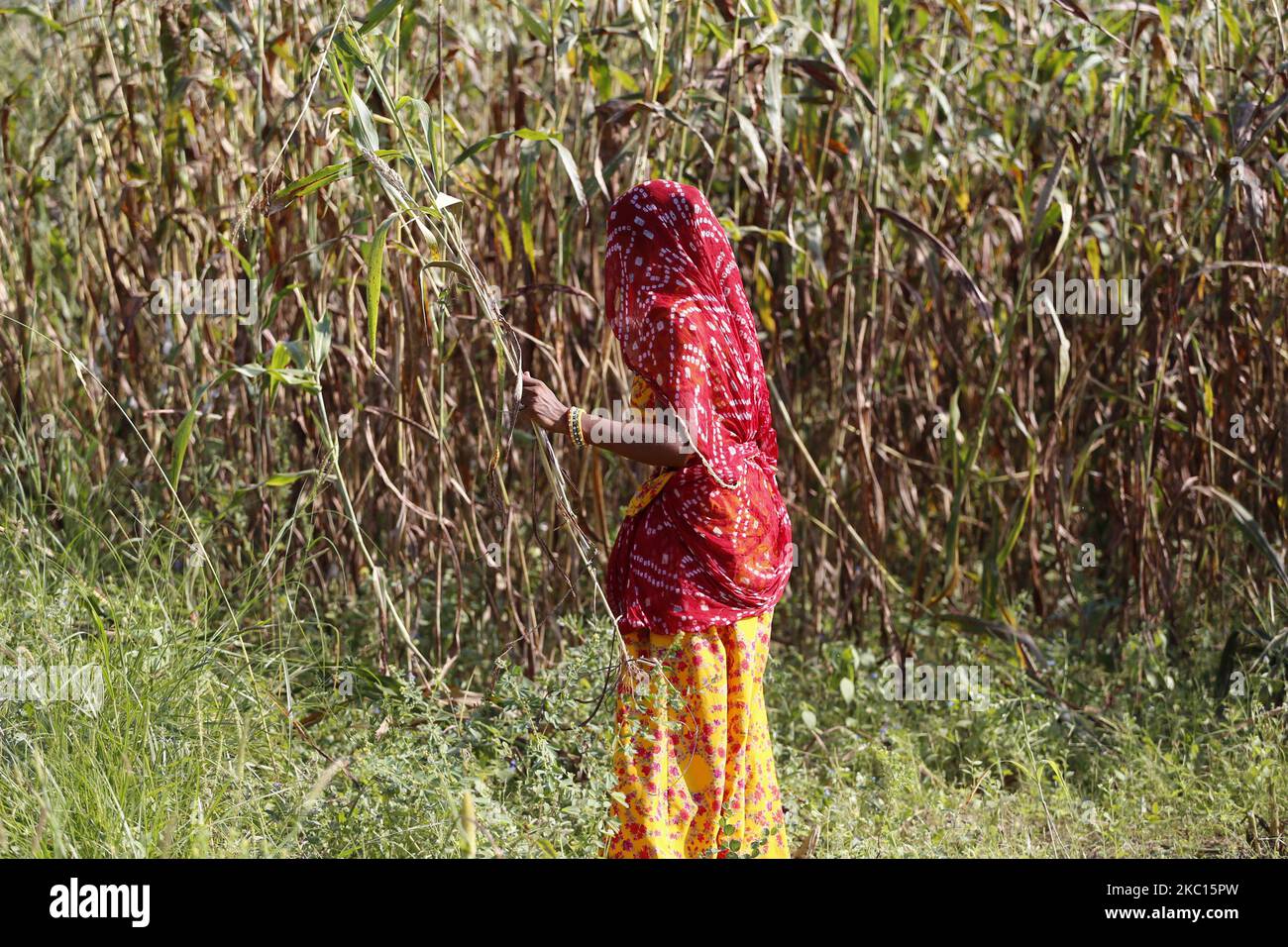 Indian Farmer Harvest millet in a field on the outskirts village of