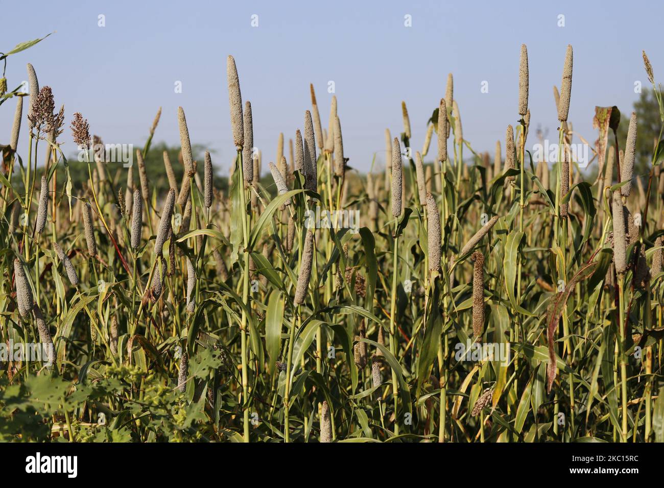 Indian Farmer Harvest millet in a field on the outskirts village of Ajmer, Rajasthan, India on