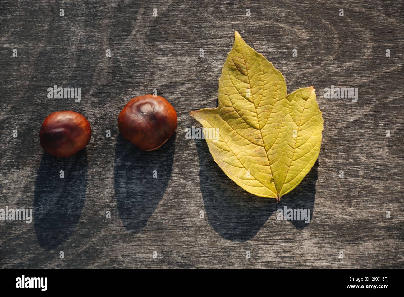 Soft selective focus on Autumn composition of two chestnuts and yellow leaf on dark wooden surface. Materials for handmade products. Black shadows. Copy Space for text. Stock Photo