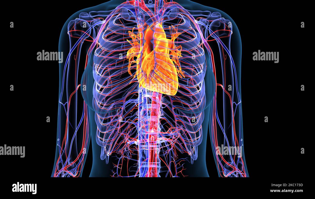 human circulatory system cardiovascular system pumps blood from the