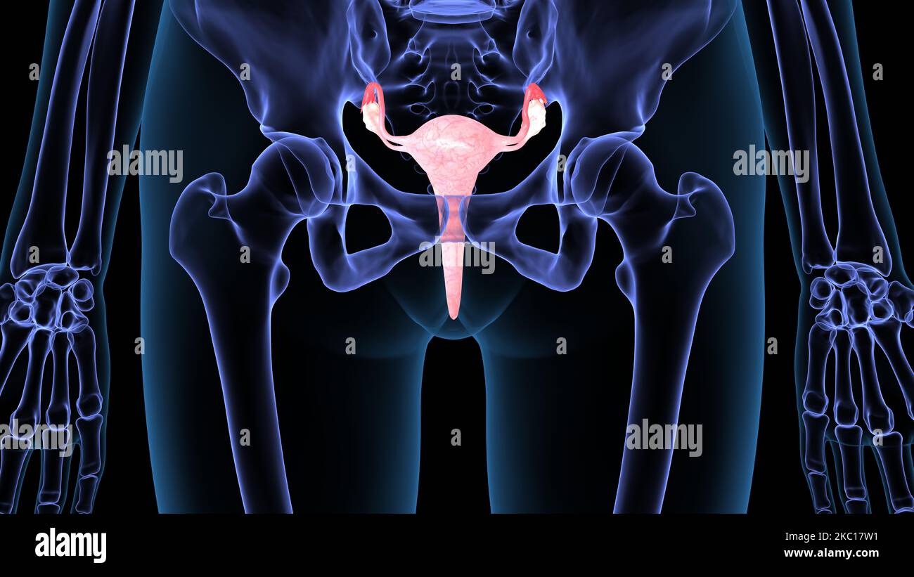 female reproductive system anatomy 3d illustration Stock Photo - Alamy