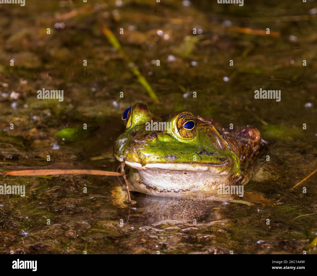 A closeup of American bullfrog (Lithobates catesbeianus) in the water with algae on its head Stock Photo