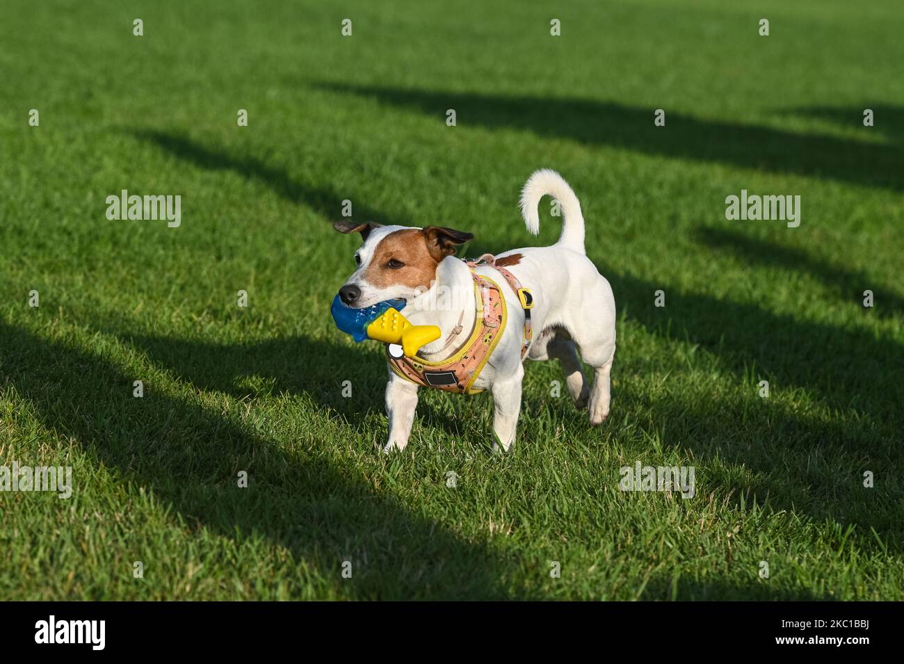 A Jack Russell Terrier dog walks across the lawn with a yellowblue toy