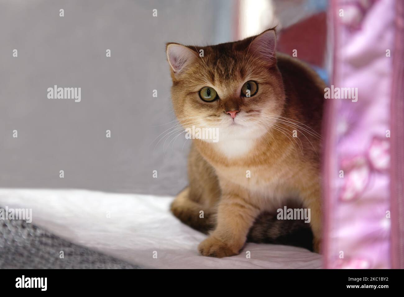 The British Golden Chinchilla cat is sitting on a white mat. Close-up