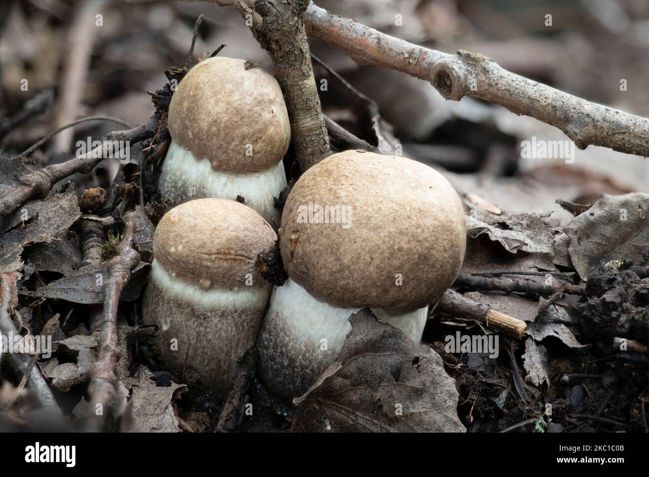 A group of young Leccinum duriusculum mushrooms under aspen trees Stock Photo