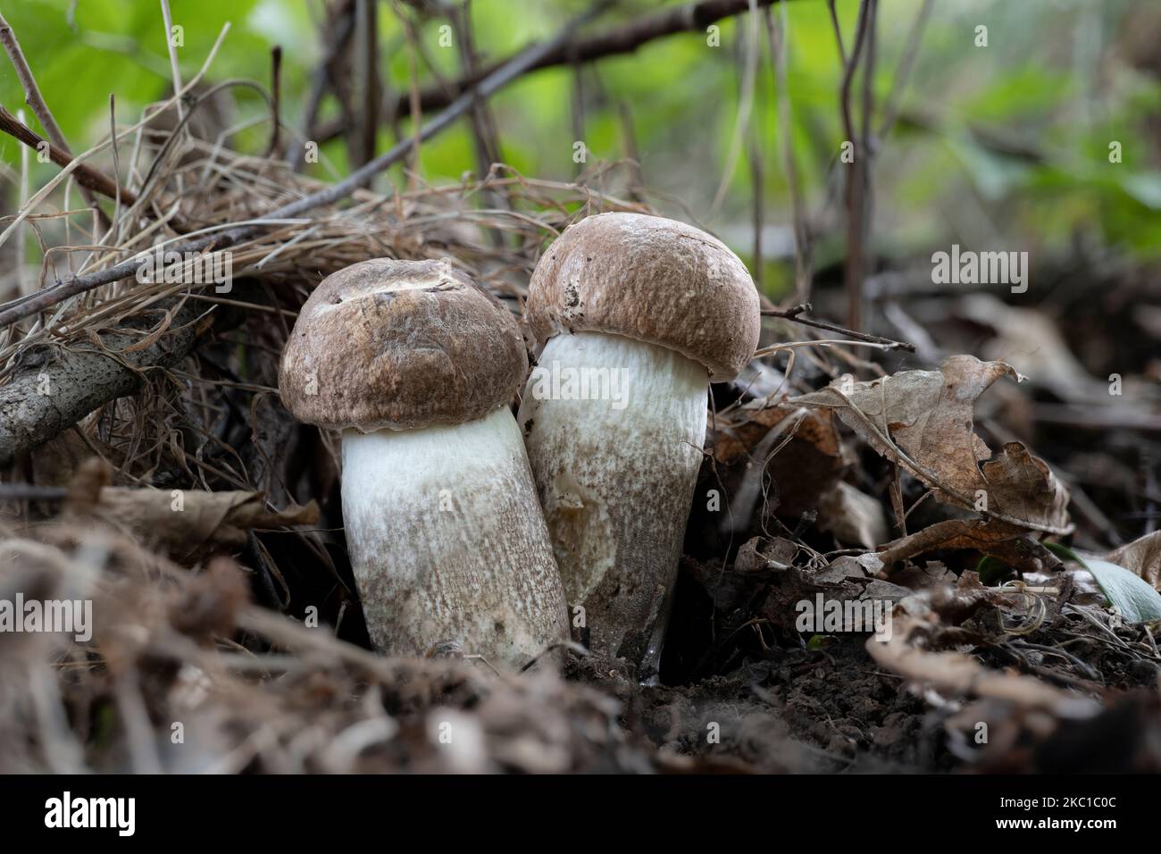 Two young Leccinum duriusculum mushrooms under aspen trees Stock Photo