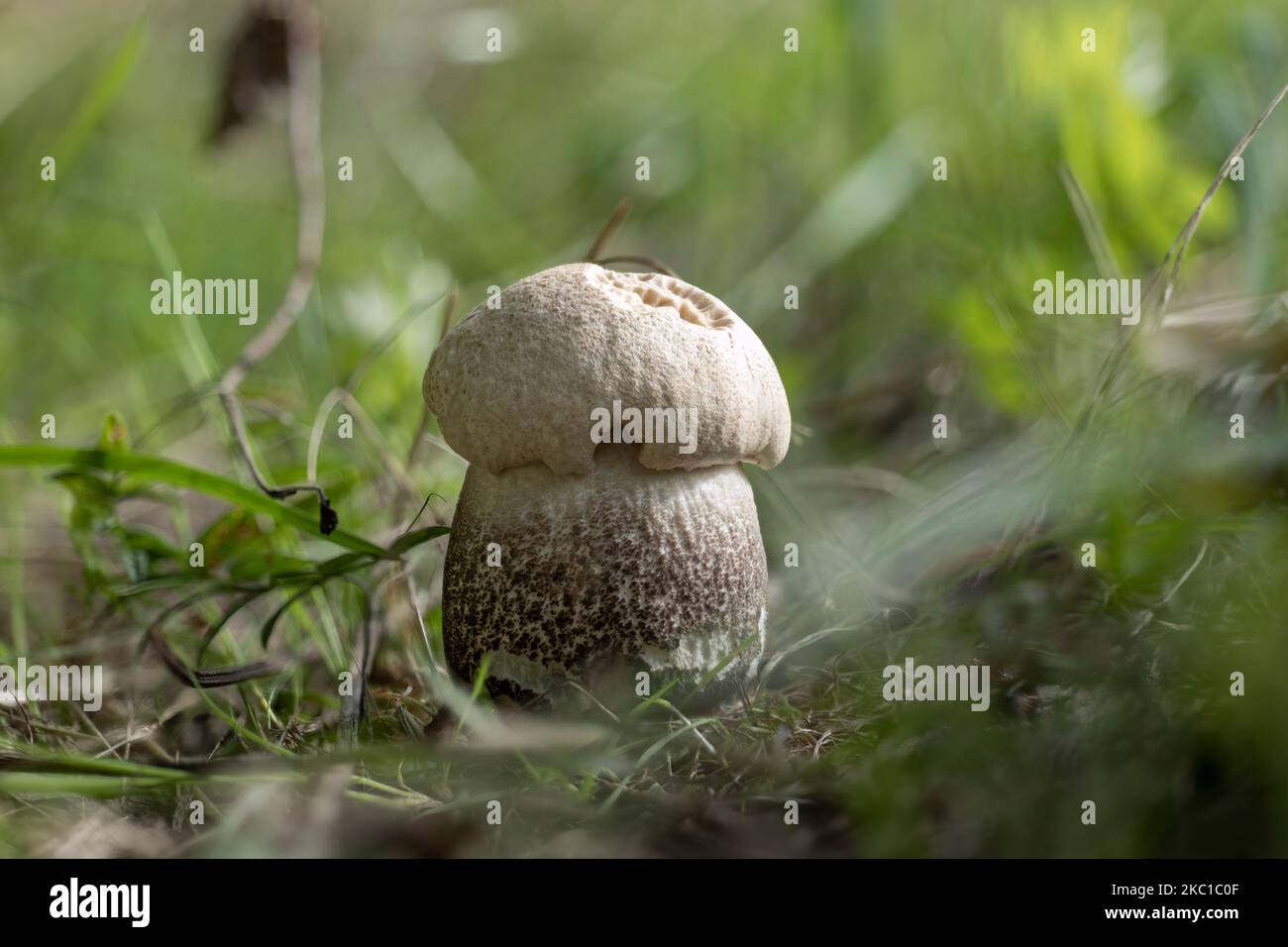 A young Leccinum duriusculum mushroom under aspen trees Stock Photo