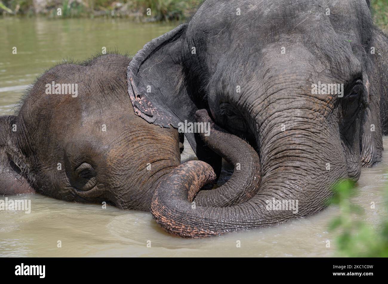 An Asian elephant and a baby elephant lie in a pond, hugging each other with their trunks. Close-up. Stock Photo