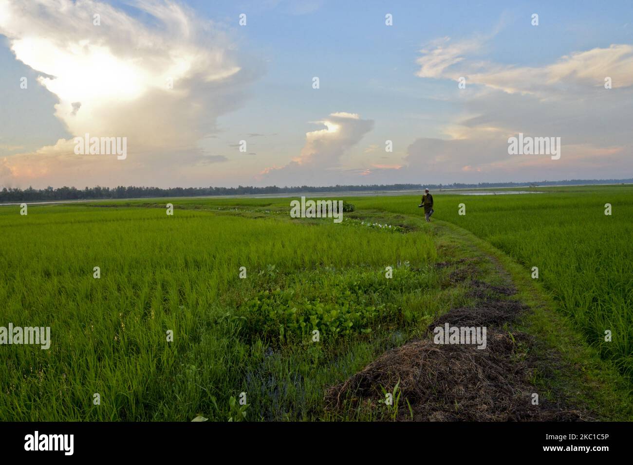 Farmer walks in rice field hi-res stock photography and images - Alamy