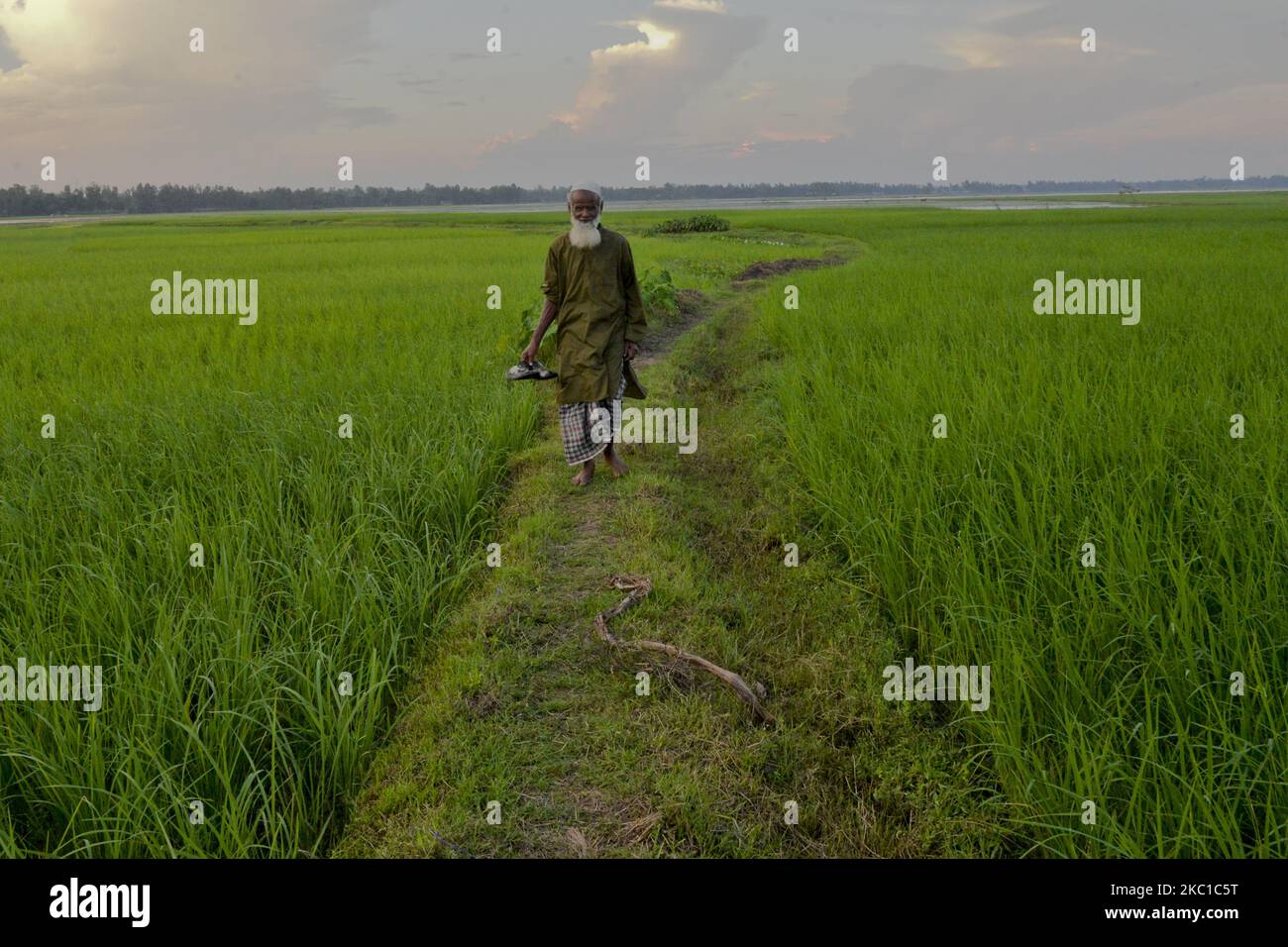Farmer walks in rice field hi-res stock photography and images - Alamy