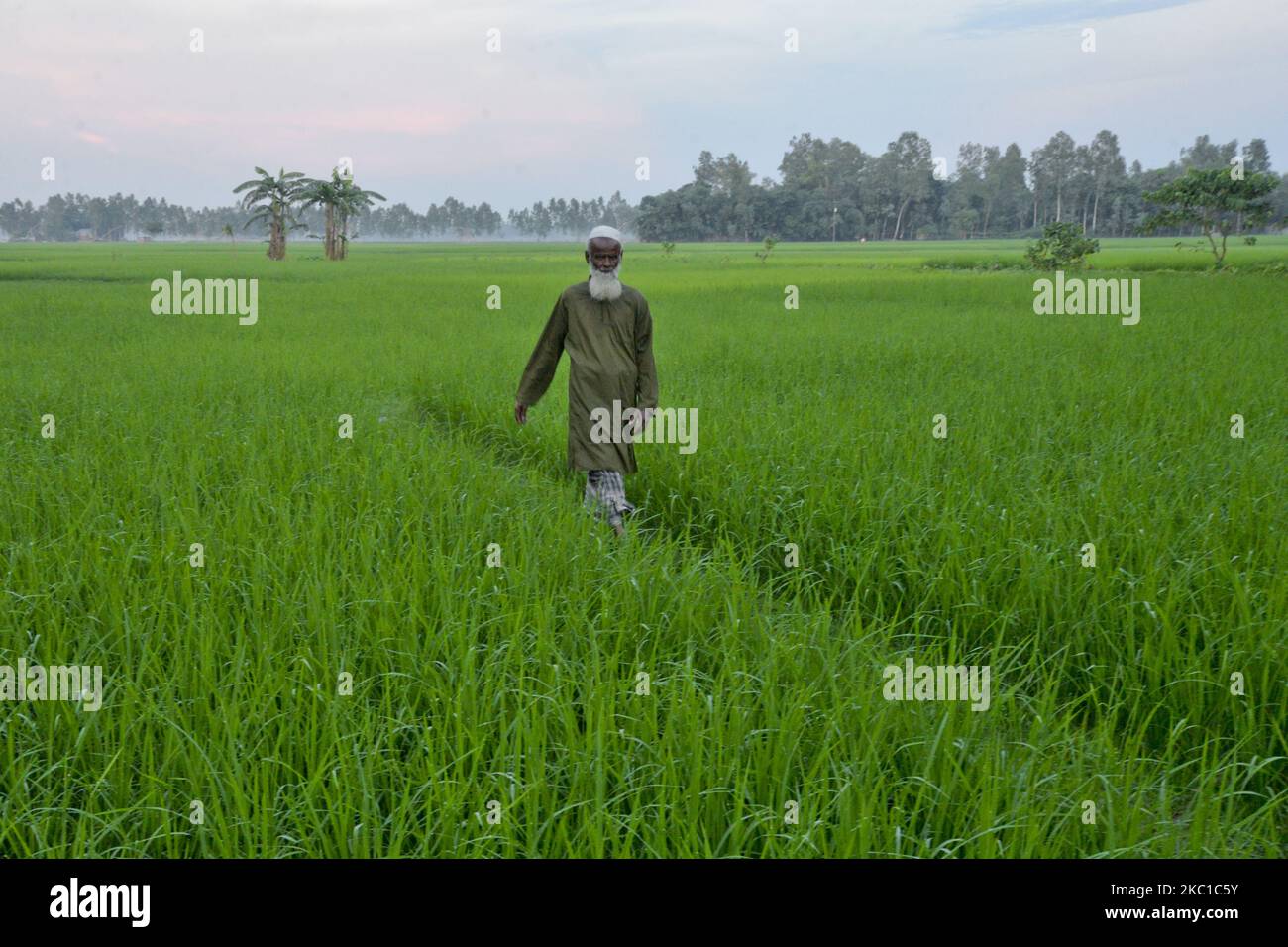Farmer walks in rice field hi-res stock photography and images - Alamy