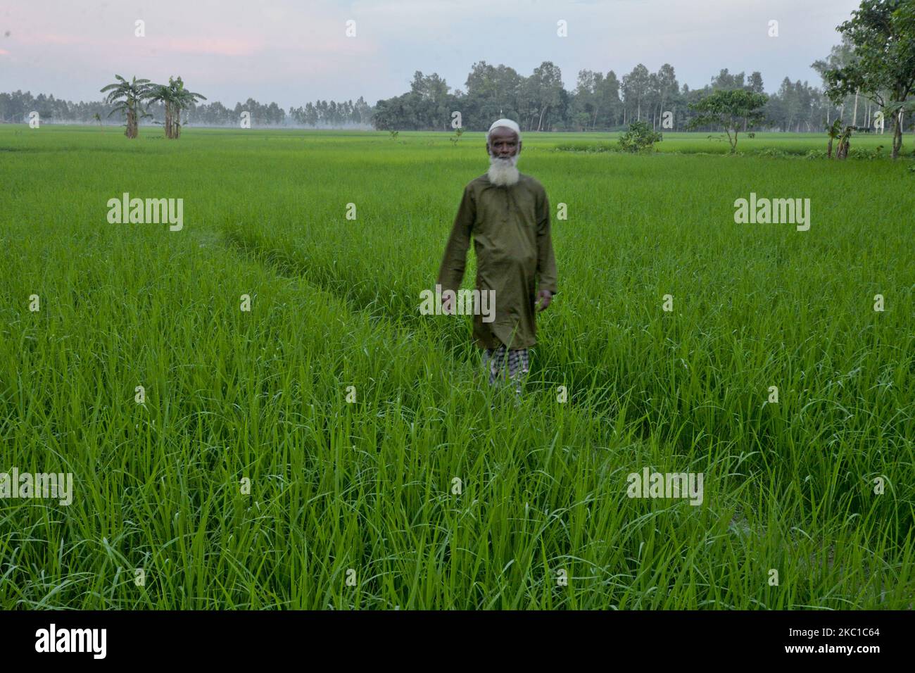 Farmer walks in rice field hi-res stock photography and images - Alamy