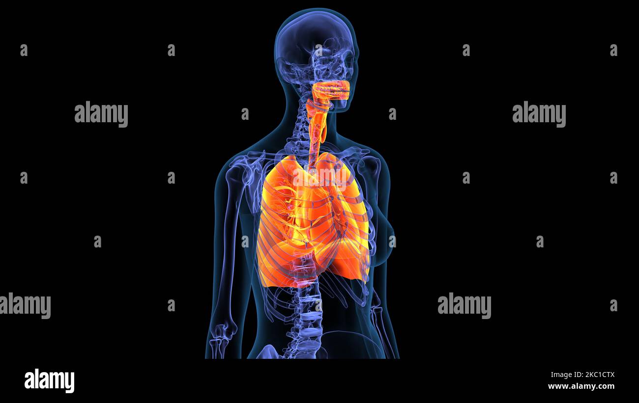 female lungs anatomy 3d illustration Stock Photo - Alamy