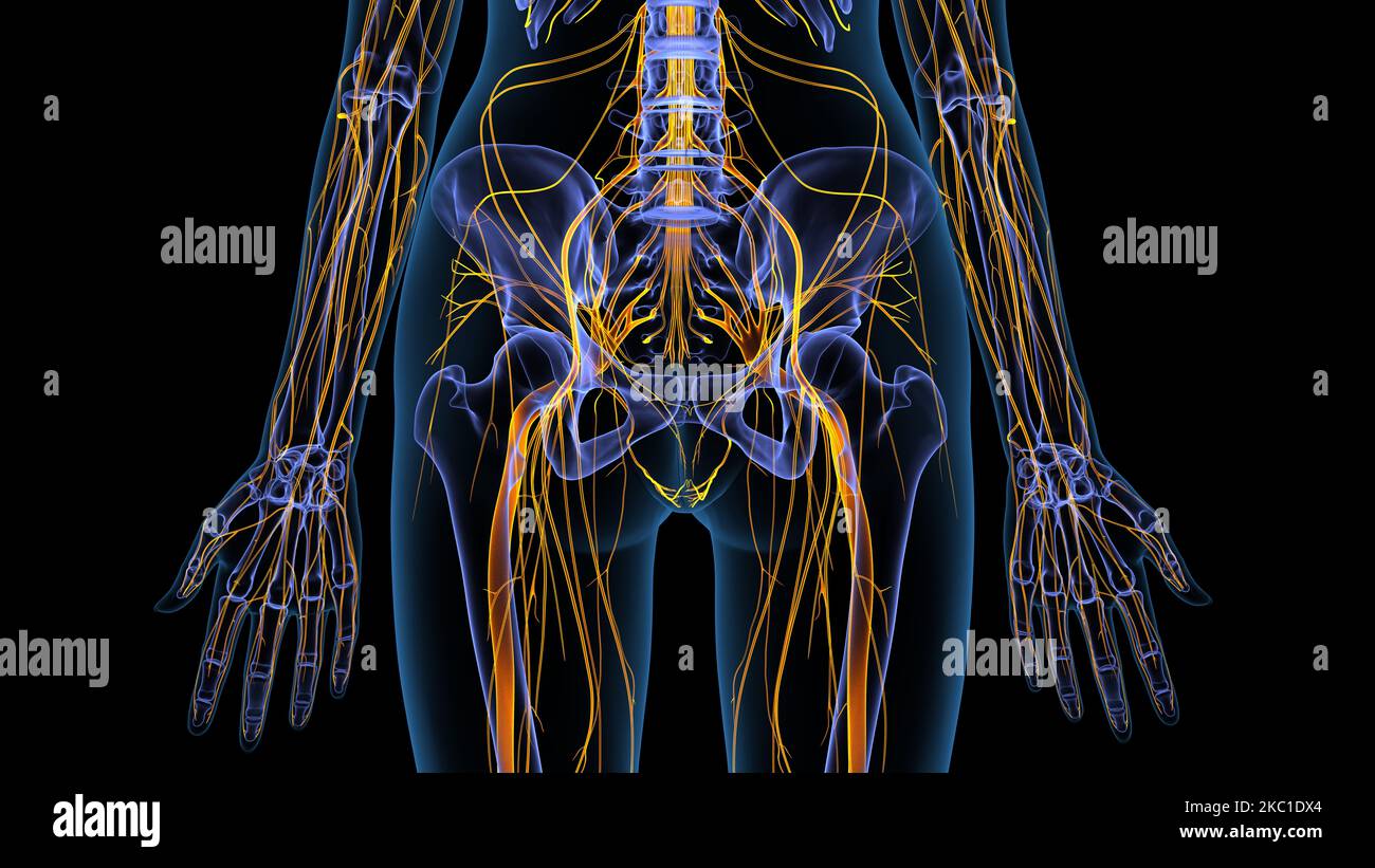 human circulatory system cardiovascular system pumps blood from the heart to the lungs to get