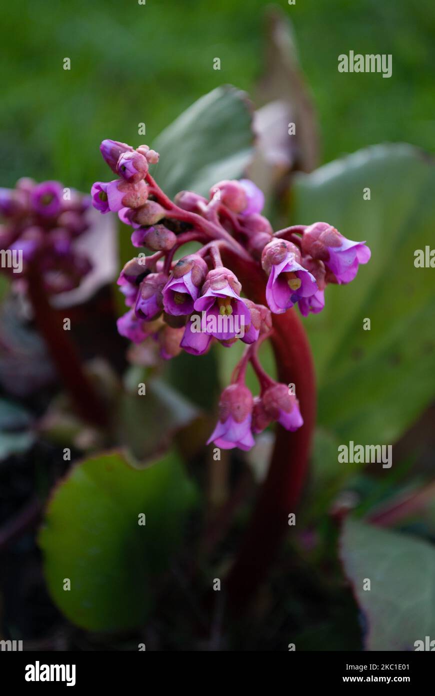 A closeup of a heart-leaved bergenia and its flowers, a vertical shot Stock Photo