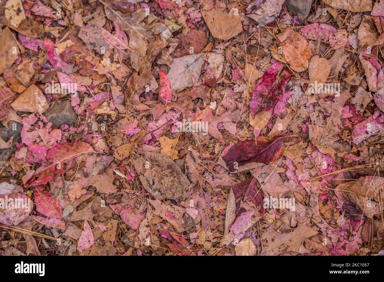 Bright vibrant magenta colorful fallen leaves laying crushed on the forest floor in autumn Stock Photo