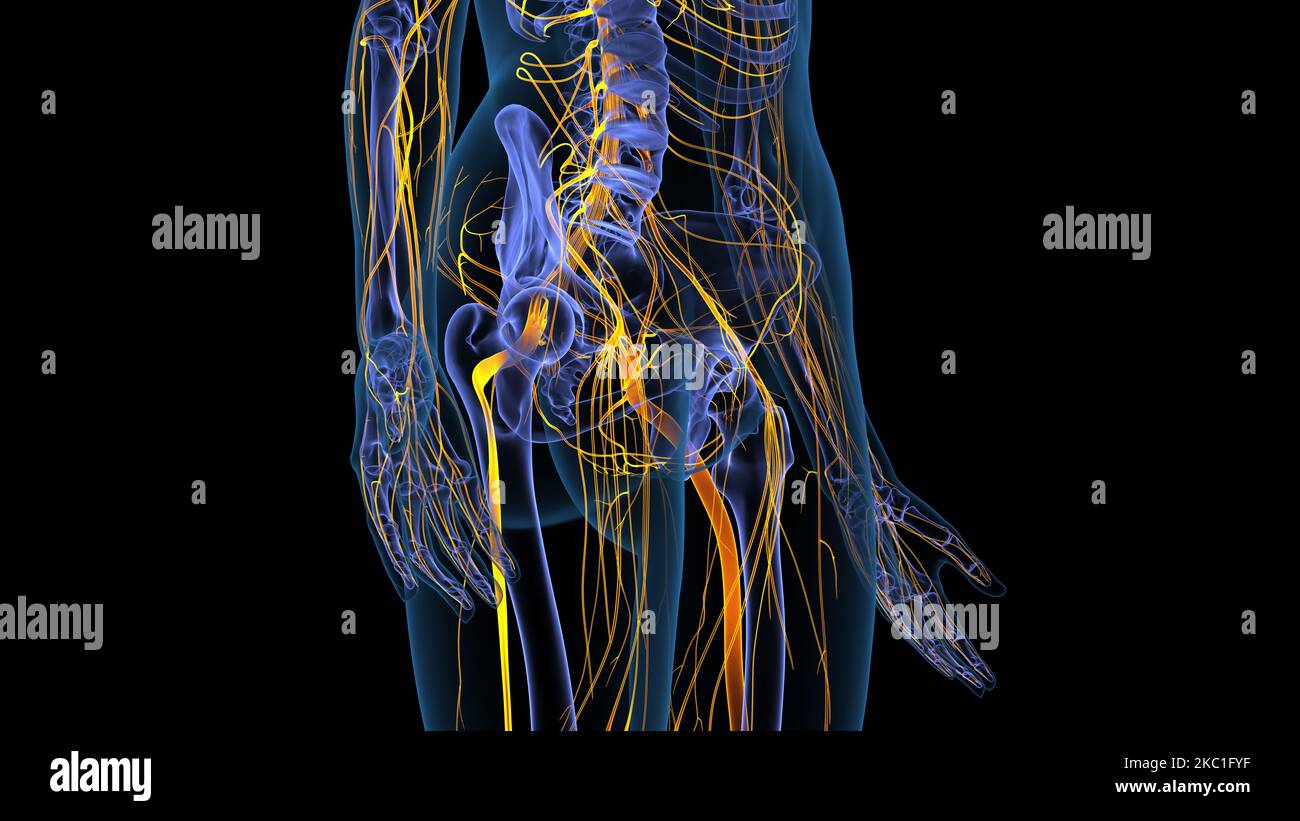 human circulatory system cardiovascular system pumps blood from the