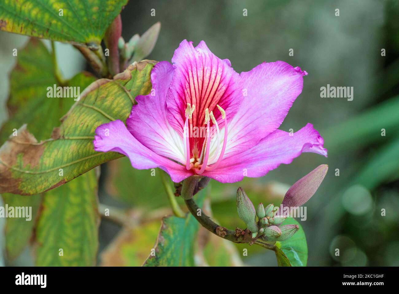 A closeup shot of a purple Bauhinia variegata flower in the garden Stock Photo