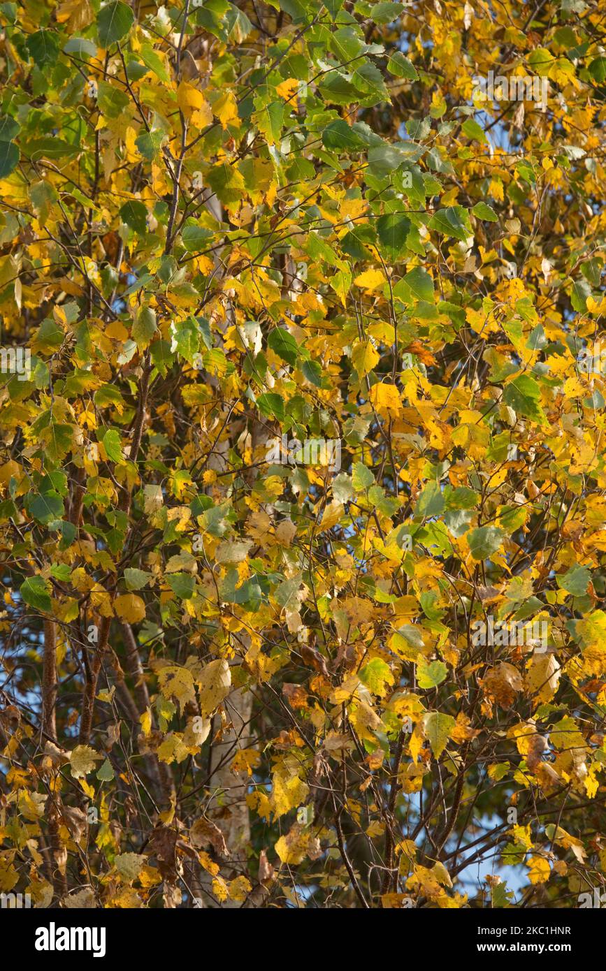 Yellow, orange and green leaves of silver birch (Betula pendula) changing colour in autumn, Berkshire, November Stock Photo