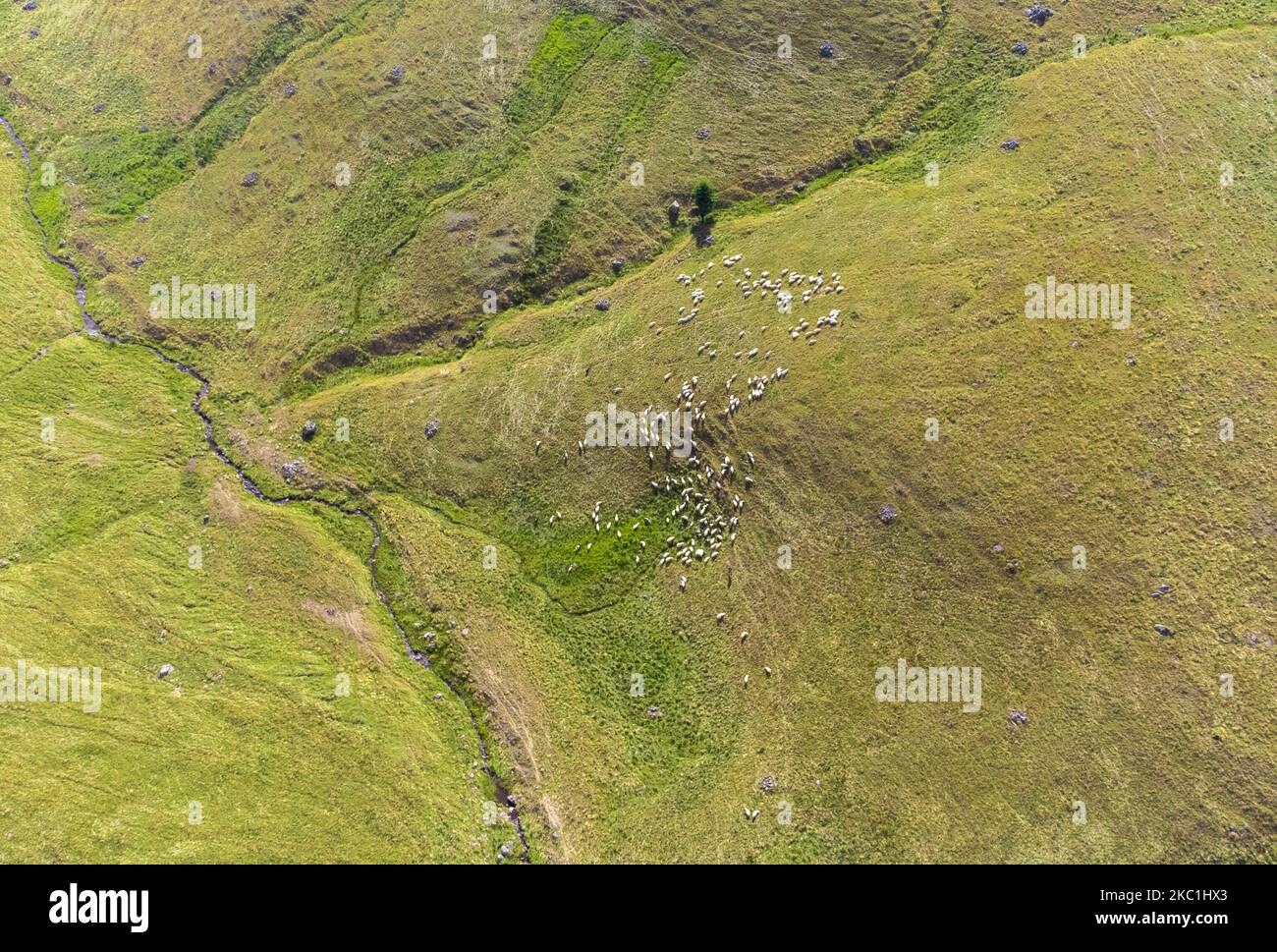 An aerial view of a flock of sheep on a pasture Stock Photo - Alamy