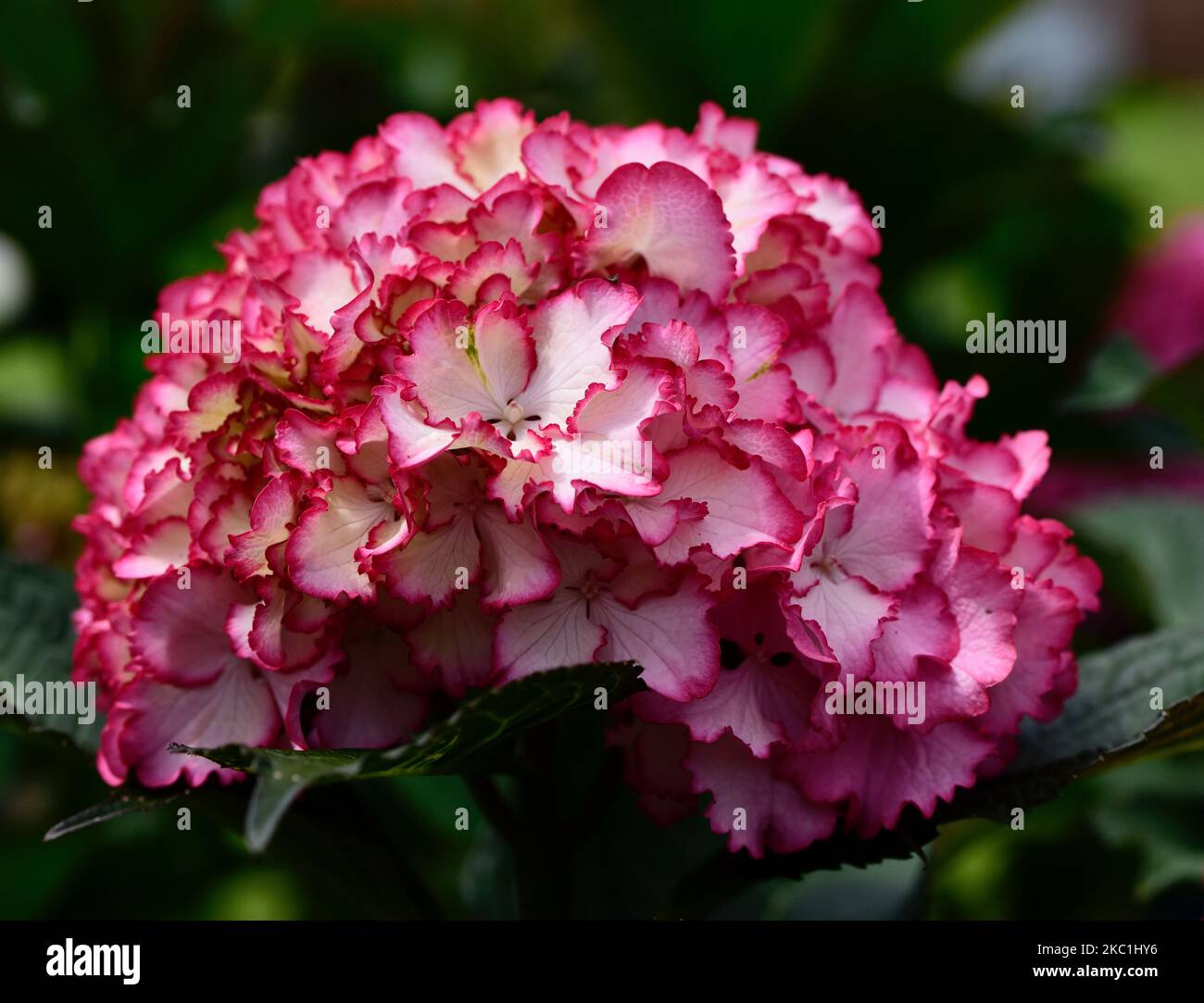 A closeup of a Hydrangea macrophylla, Seaside Serenade mophead with ...