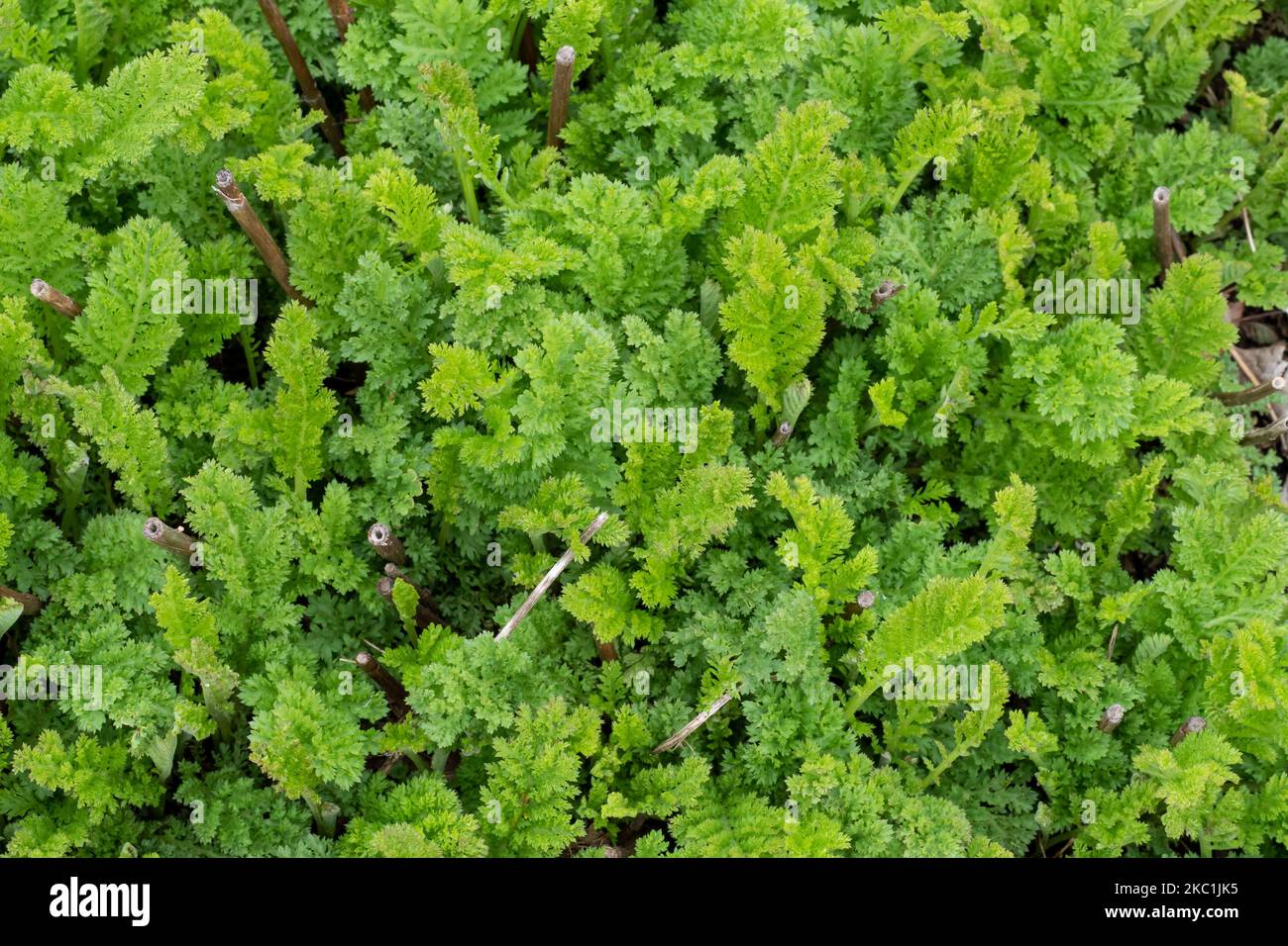 Leaf the medicinal plant of tansy, Tanacetum vulgare Stock Photo