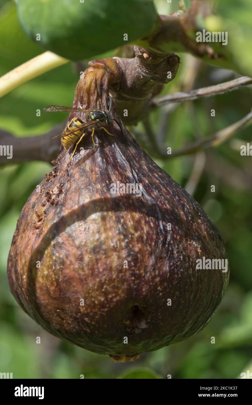 A common wasp (Vespula vulgaris) worker feeding on the sugars from an overripe fig fruit (Ficus carica) on the tree in summer, Berkshire, August Stock Photo