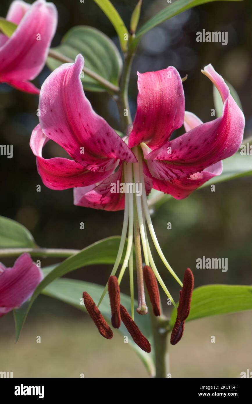 Turks cap lily, Lilium 'Black Beauty' flower of a hybrid lily with striking pink purple flowers, recurved petals and long stamens with large anthers, Stock Photo