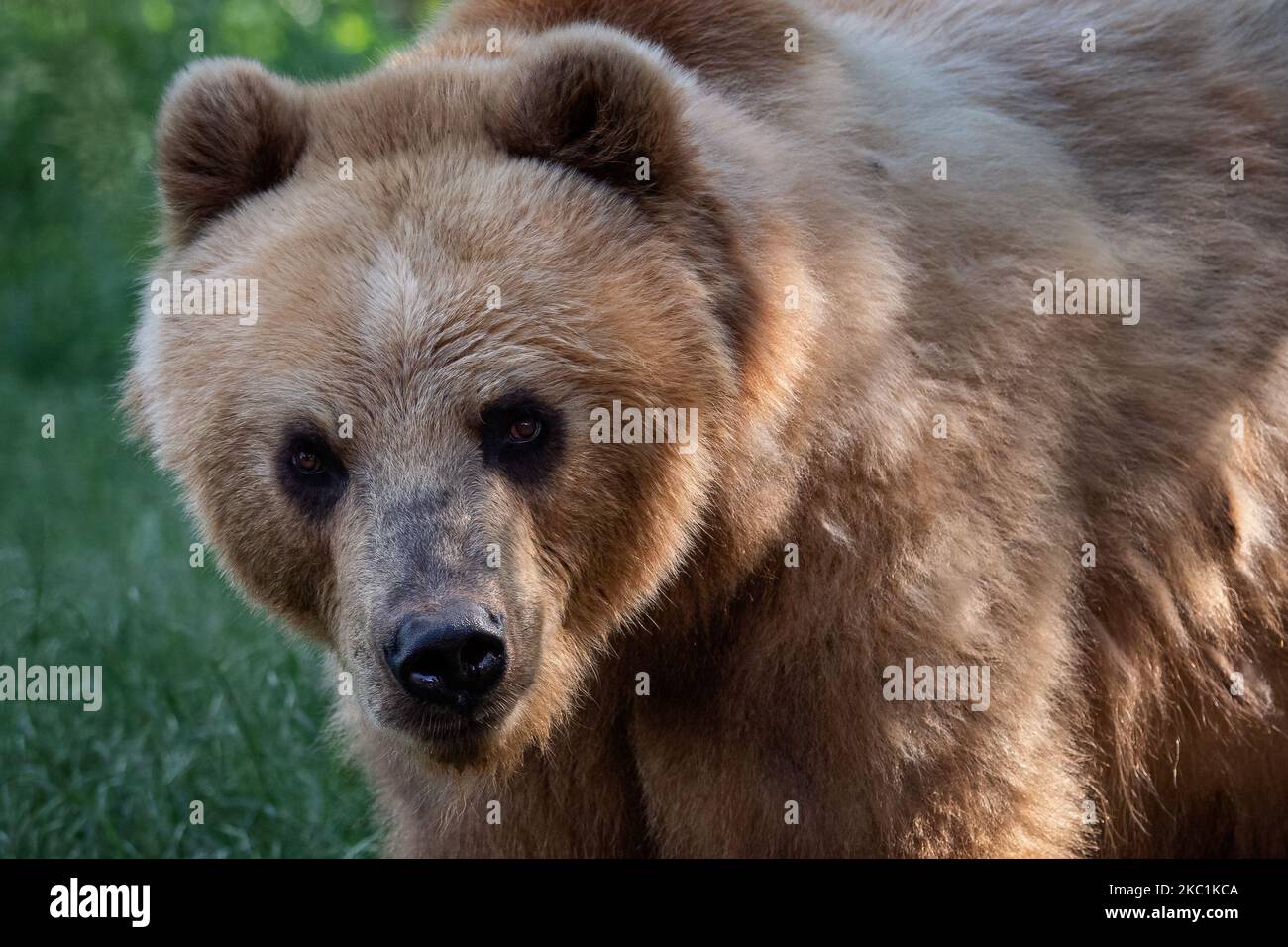 Kamchatka bear in grass ursus hi-res stock photography and images - Alamy