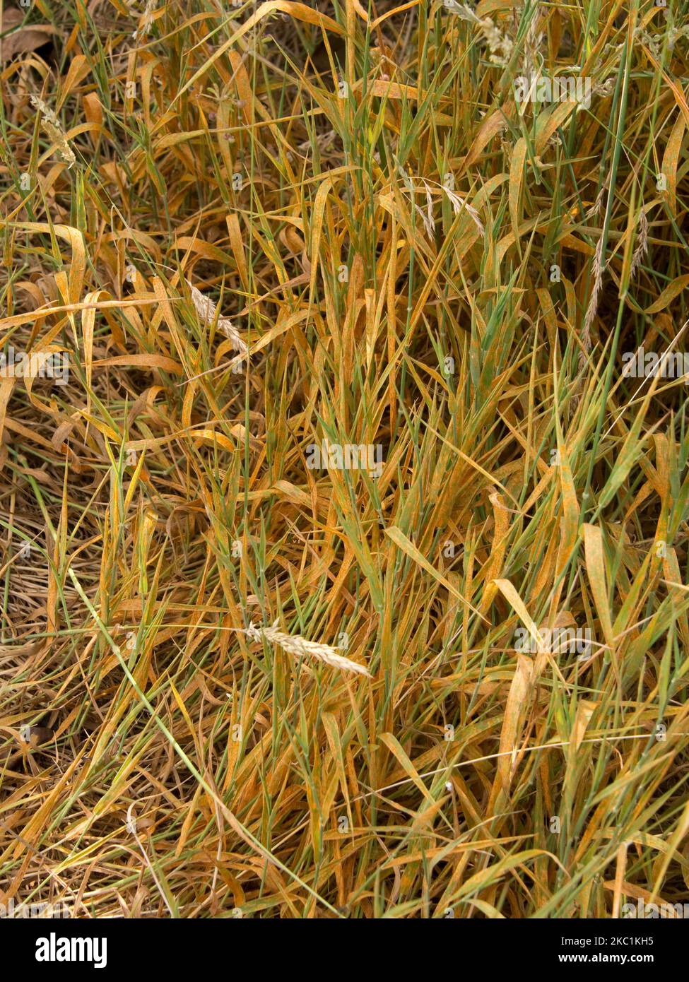 Crown rust (Puccinia coronata) a severe orange infection on Yorkshire fog (Holcus lanatus) a wild grass, Berkshire, July Stock Photo