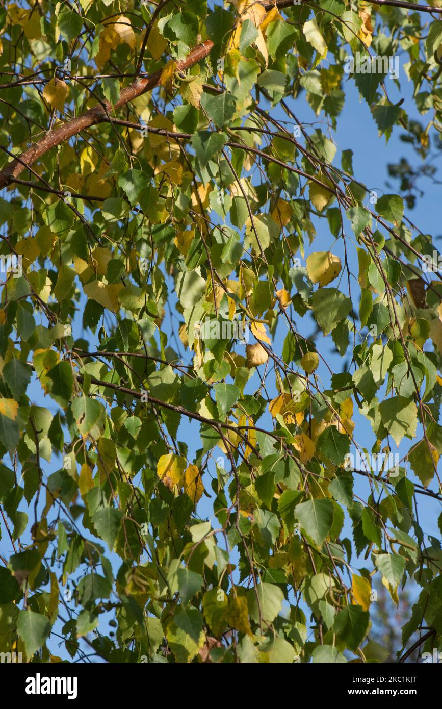 Yellow, orange and green leaves of silver birch (Betula pendula) changing colour in autumn with immature catkins, Berkshire, October Stock Photo