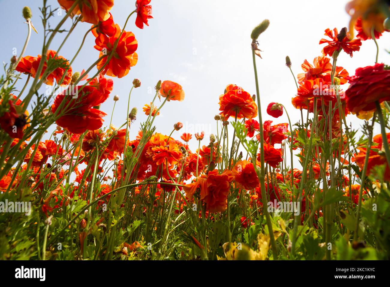 Looking up at blossoming orange buttercup flowers in a field in Southern Israel, in front of cloudy blue skies Stock Photo