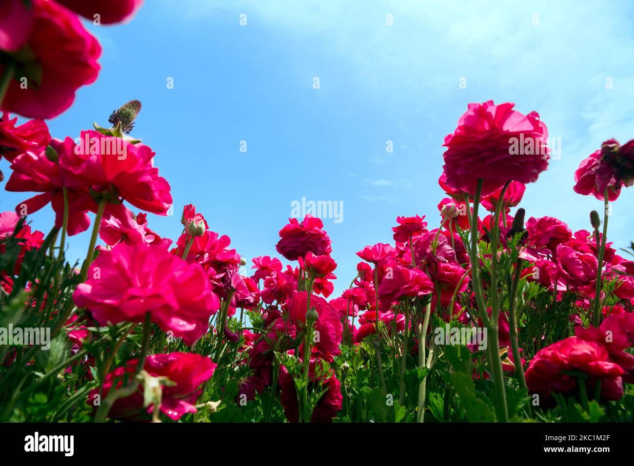 Looking up at blossoming red buttercup flowers in a field in Southern Israel, in front of cloudy blue skies Stock Photo