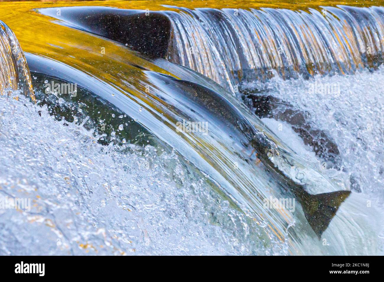 Fish jumping upstream in water hires stock photography and images Alamy