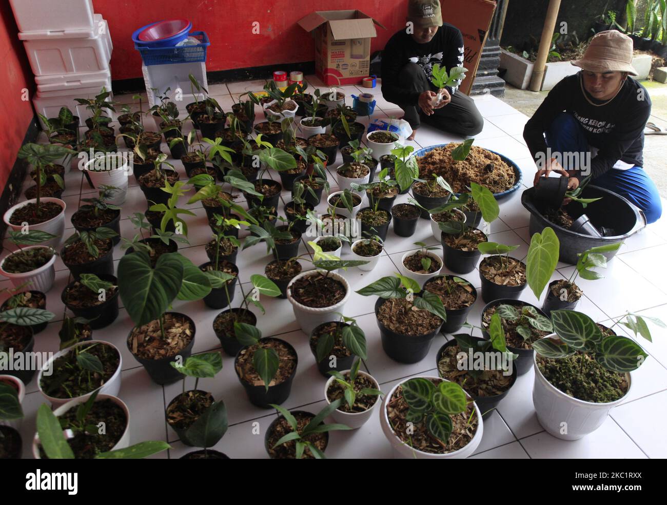 A man is seen preparing to pack ornamental plants for export at the Kazaina Store in Tamansari, Bogor Regency, West Java, Indonesia, October 14, 2020. Various types of ornamental plants have increased by 80 percent with a total of 250 potted plants each. months for orders to a number of countries such as France, Hong Kong, the United States, Canada, the Philippines and Thailand. (Photo by Adriana Adie/NurPhoto) Stock Photo