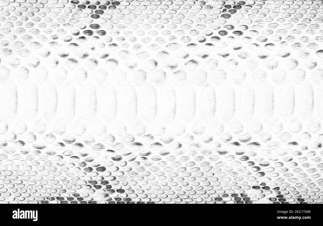 Natural snake skin as a background, black and white python texture ...