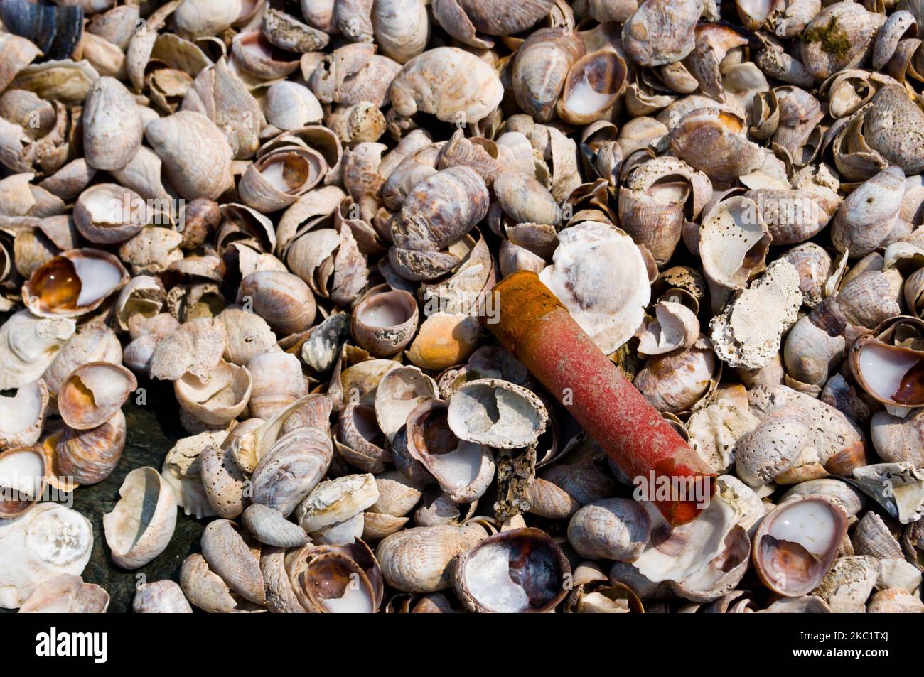 A closeup of a small red pipe on the heap of empty seashells. Stock Photo