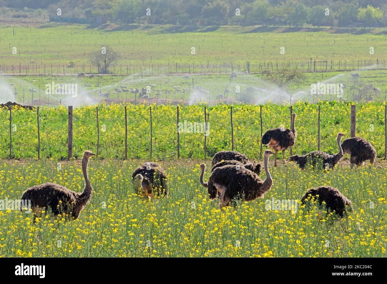 Ostriches (Struthio camelus) on an ostrich farm, Karoo region, Western Cape, South Africa Stock Photo