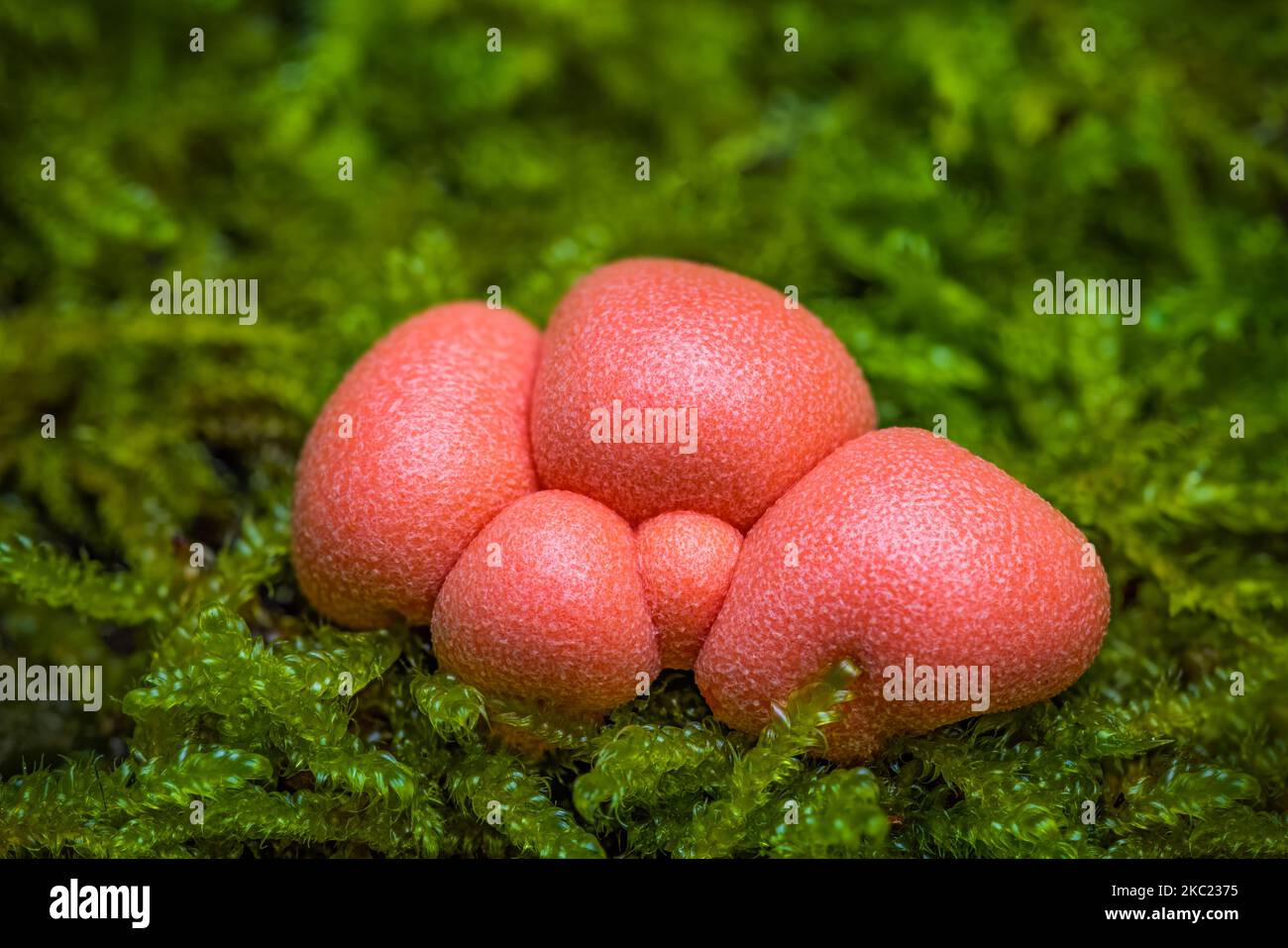 Lycogala epidendrum, commonly known as wolf's milk, groening's slime is a cosmopolitan species of myxogastrid amoeba which is often mistaken for a Stock Photo