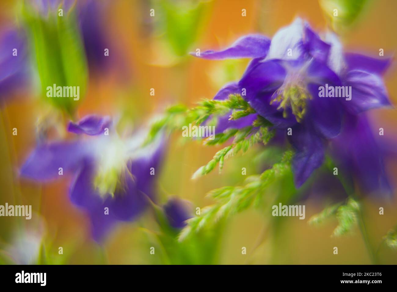 Abstract violet flowers in soft focus Stock Photo