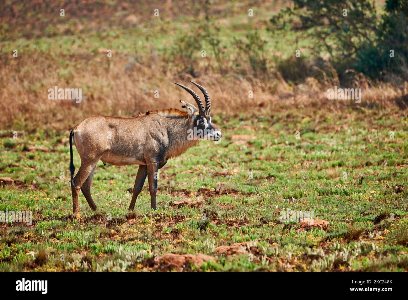 Roan Antelope, Hippotragus equinus, Nyika Plateau, Malawi, Africa Stock Photo