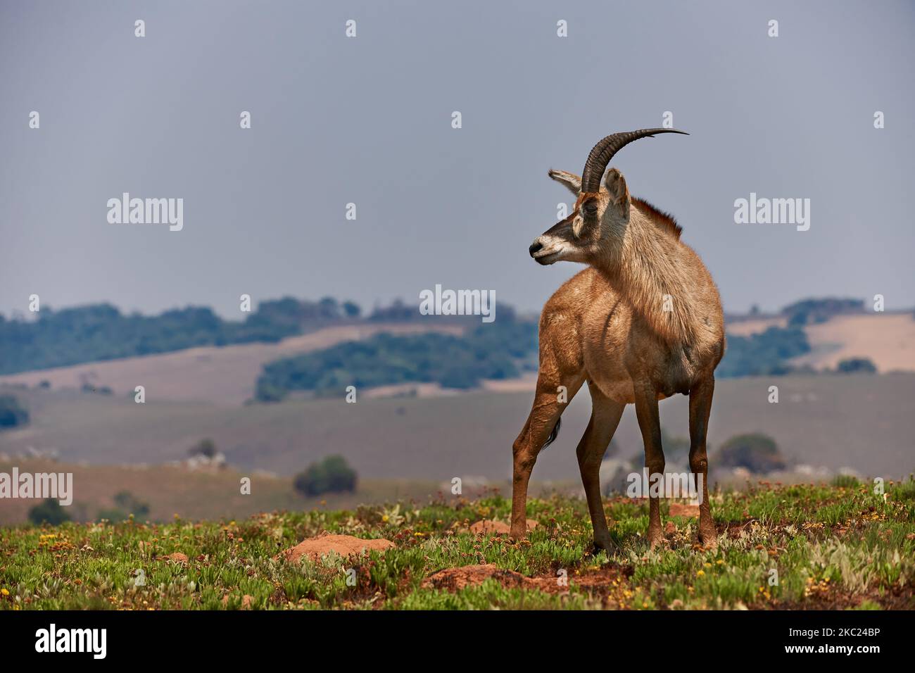 Roan Antelope, Hippotragus equinus, Nyika Plateau, Malawi, Africa Stock Photo