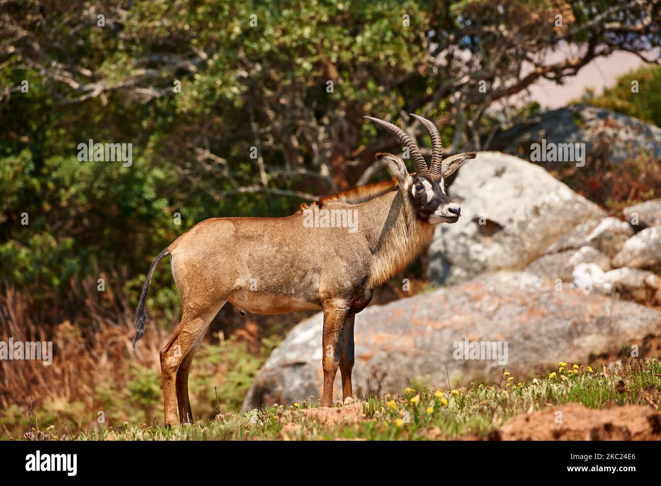 Roan Antelope, Hippotragus equinus, Nyika Plateau, Malawi, Africa Stock Photo