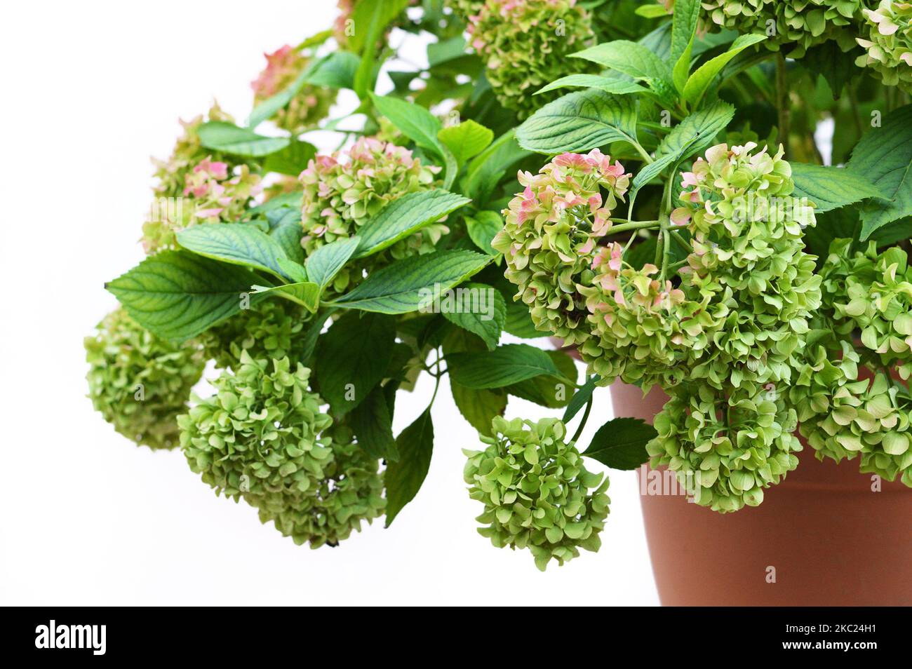 Hydrangea flower plant hi-res stock photography and images - Alamy