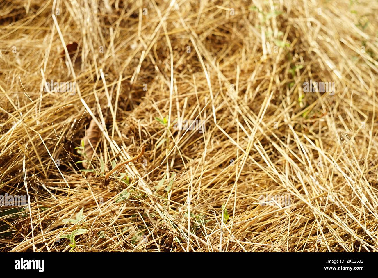 Grass hay dry hi-res stock photography and images - Alamy