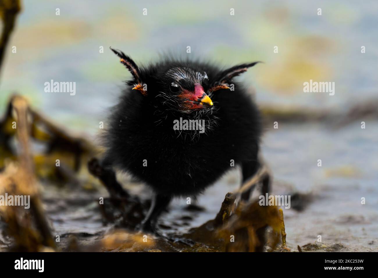 A closeup shot of a common moorhen bird ruffling its feathers Stock ...