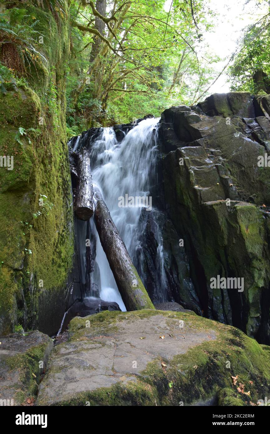 Sweet Creek Falls Waterfall along Hiking Trail Complex near Mapleton ...