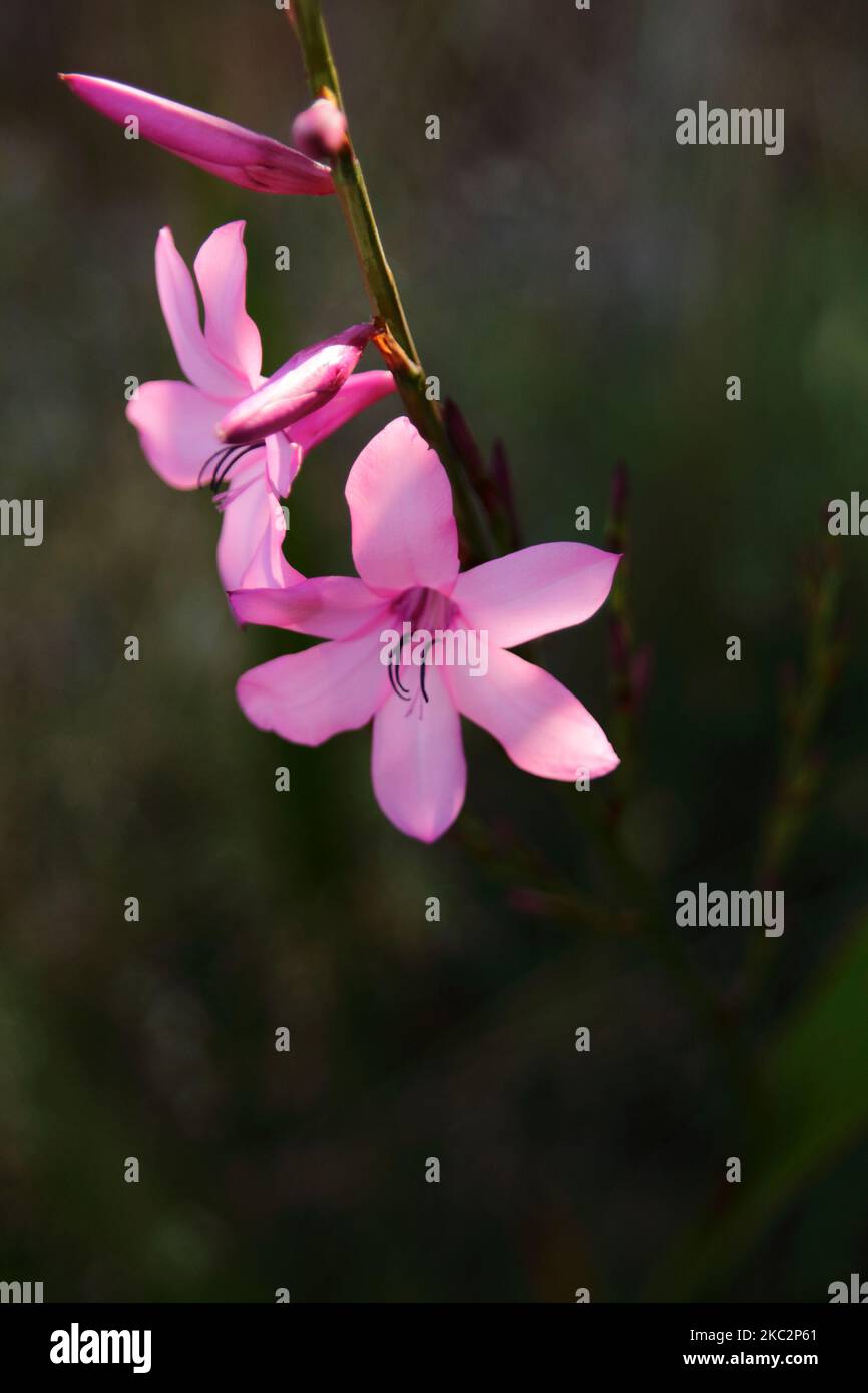 A vertical selective focus shot of Watsonia flowers Stock Photo